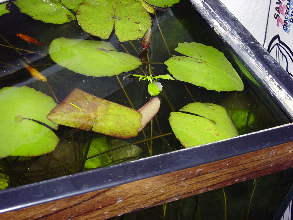 Nymphaea minuta Jan 13 05 Image005